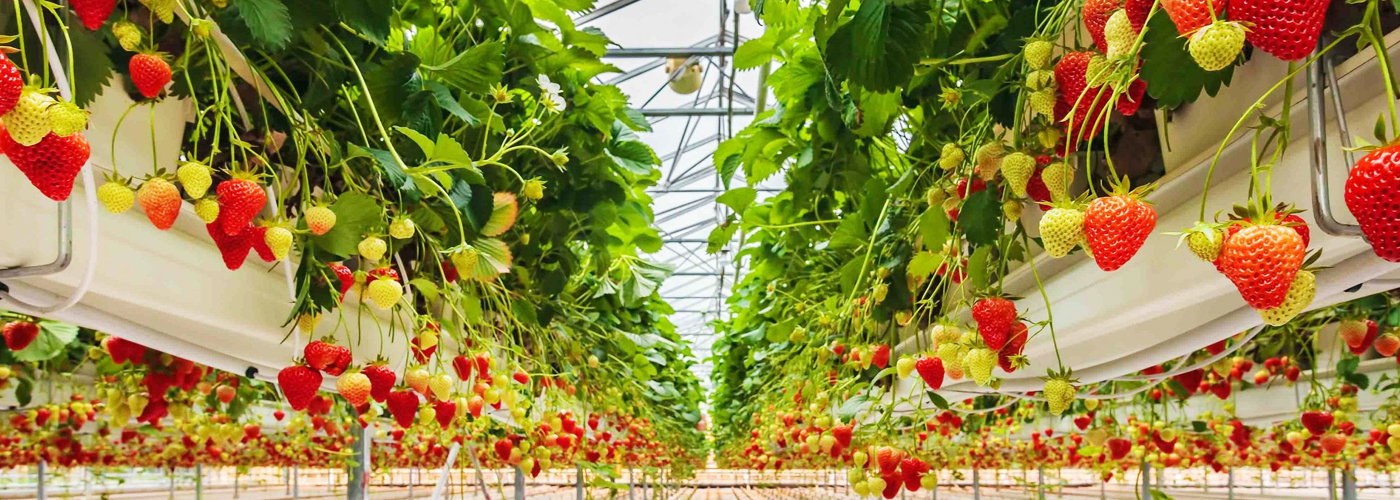 Protected-Agriculture2